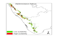 Dipterocarpus indicus